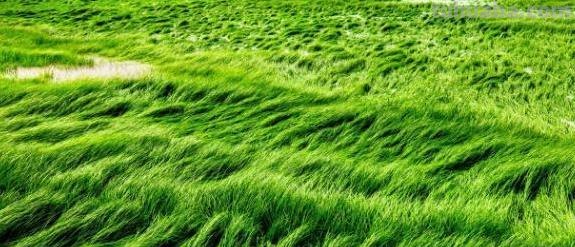 离离原上草全诗的诗名作者是谁?