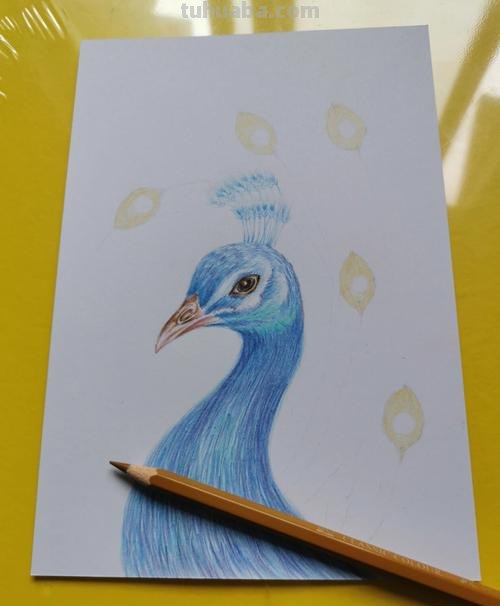 彩铅画属于什么体系 彩铅画属于什么画种？