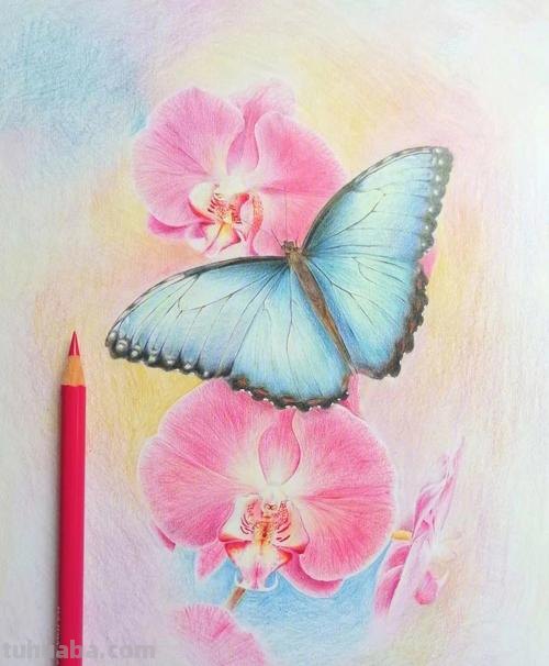 彩铅画属于什么体系 彩铅画属于什么画种？