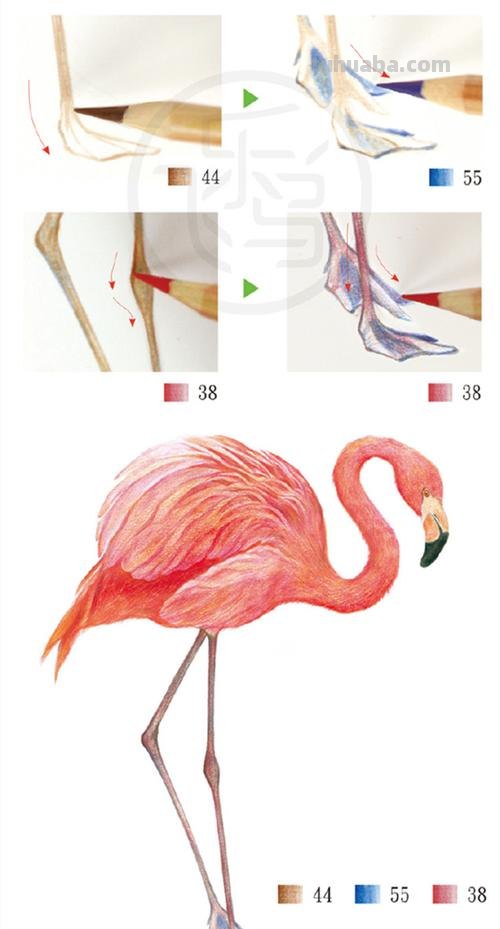 怎么彩铅画火焰鸟 三年级画火焰鸟简单又漂亮?