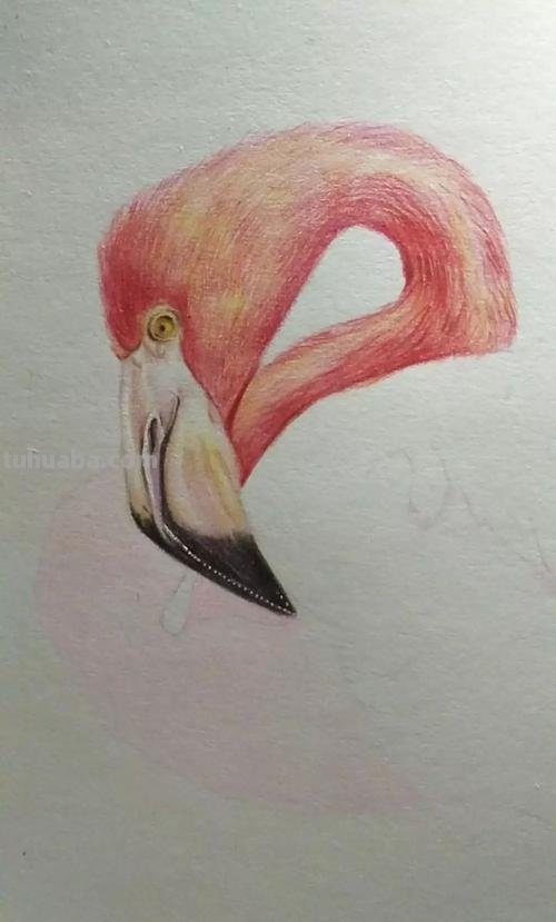 怎么彩铅画火焰鸟 三年级画火焰鸟简单又漂亮?