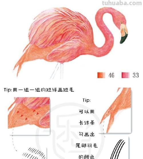 怎么彩铅画火焰鸟 三年级画火焰鸟简单又漂亮?