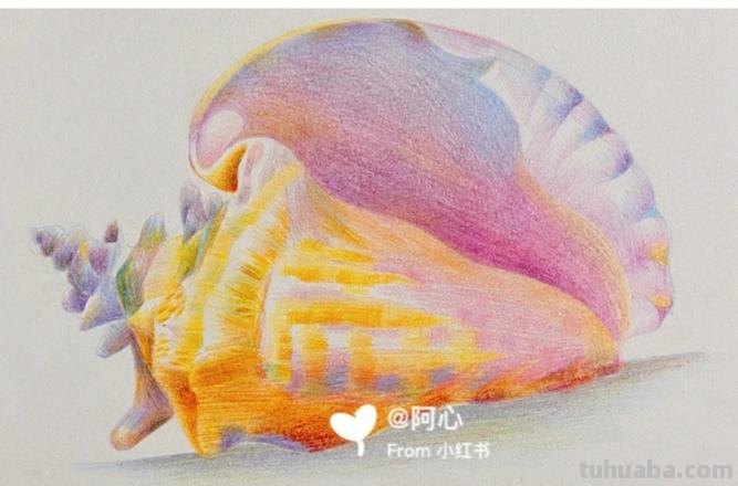 海螺用彩铅怎么画 彩铅绘画小贝壳简单？