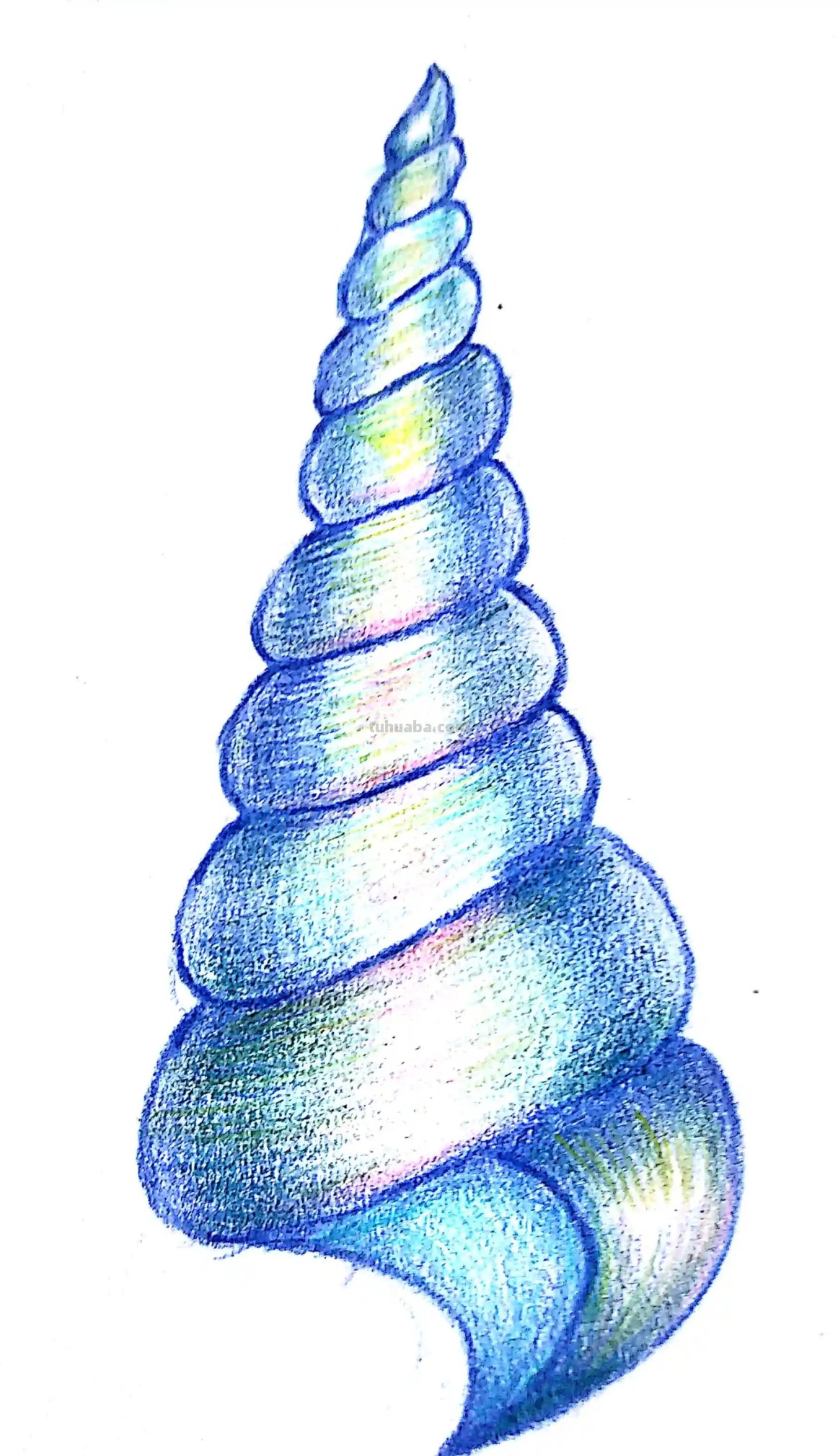 海螺用彩铅怎么画 彩铅绘画小贝壳简单？