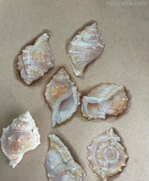 海螺用彩铅怎么画 彩铅绘画小贝壳简单？