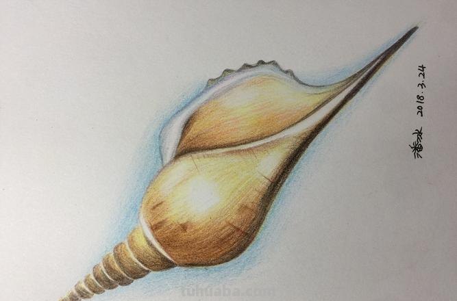 海螺用彩铅怎么画 彩铅绘画小贝壳简单？