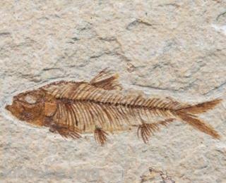 鱼化石艾青赏析 鱼化石艾青诗选原文