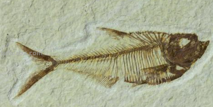 鱼化石这首诗主要内容是什么?揭示了怎样的自然规律?