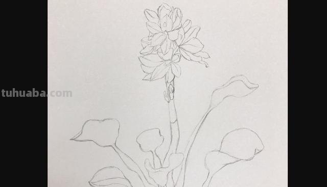 彩铅的花草怎么画 怎么用彩铅画超简单的花海？