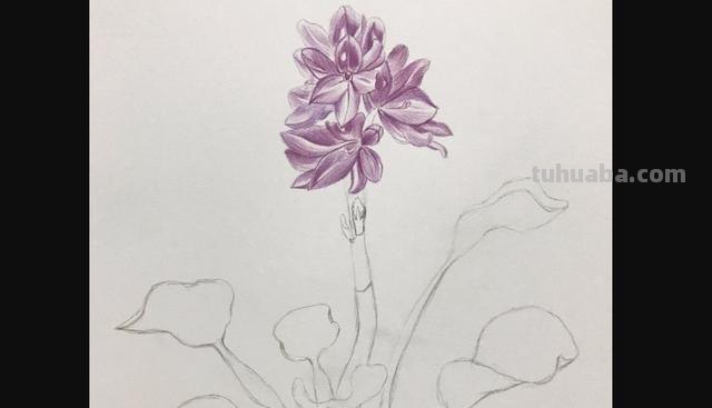 彩铅的花草怎么画 怎么用彩铅画超简单的花海？