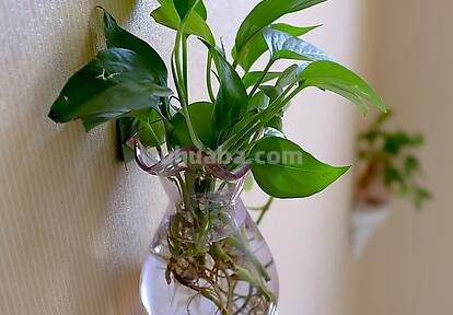 遇水即活，来看绿萝这朵生命之花的盆栽养植攻略