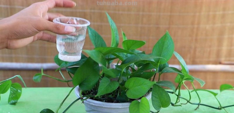 遇水即活，来看绿萝这朵生命之花的盆栽养植攻略