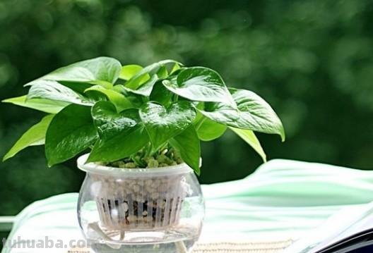 遇水即活，来看绿萝这朵生命之花的盆栽养植攻略