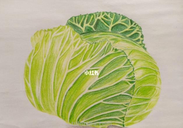 如何画出色彩斑斓的包菜？ 