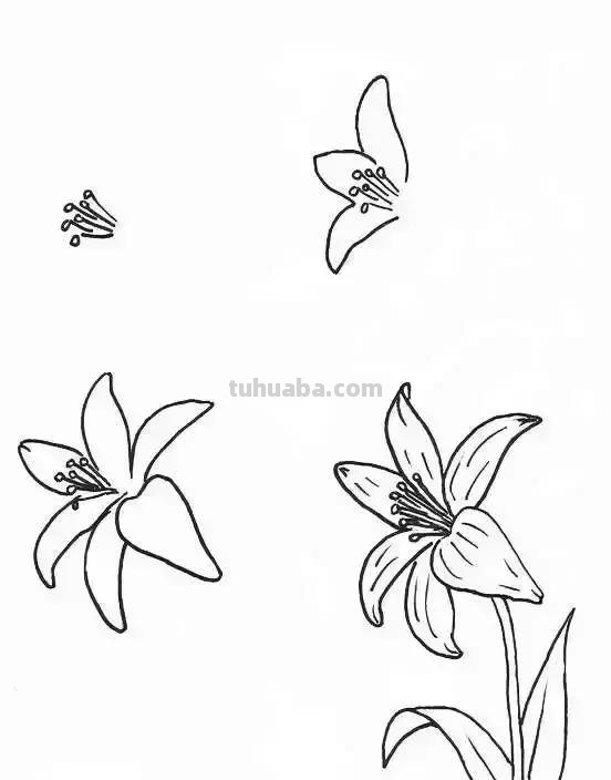 简单的水果花卉简笔画，快收藏起来和孩子一起学画画吧