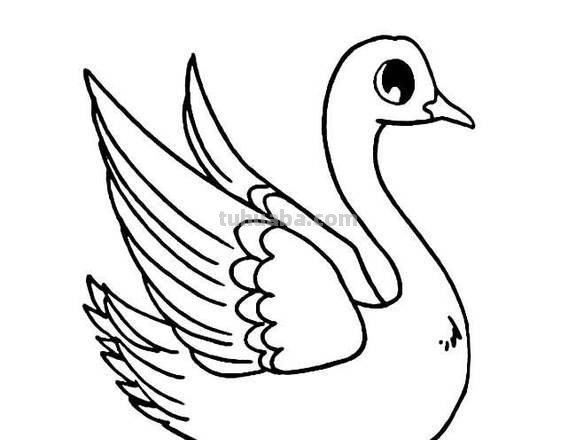 怎么画鹅的简笔画 如何画天鹅的简笔画？