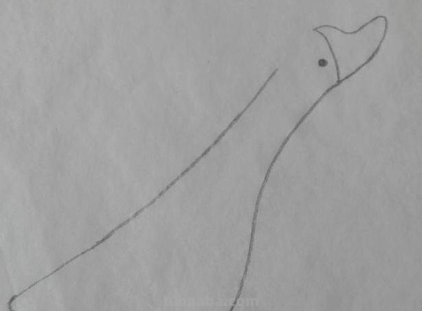怎么画鹅的简笔画 如何画天鹅的简笔画？