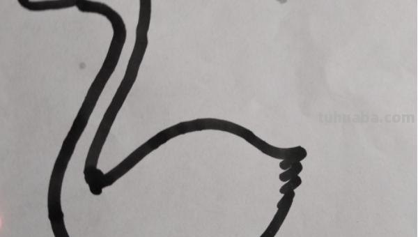 怎么画鹅的简笔画 如何画天鹅的简笔画？