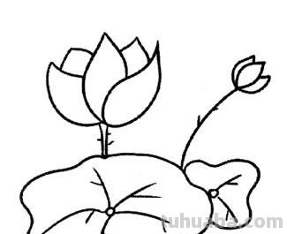 荷叶的简笔画怎么画 简笔画荷花的画法？