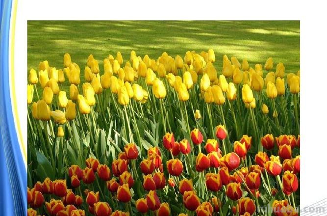 色彩的魅力——探究绝句中表示色彩的字 