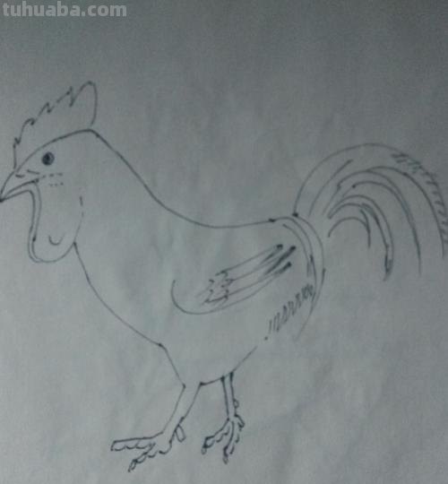 鸡年手抄报的鸡怎么画 大公鸡画画? 鸡年手抄报的鸡怎么画 大公鸡画画?