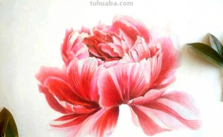彩铅画牡丹花头怎么画 彩铅素描怎样给牡丹上色？
