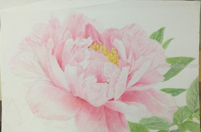 彩铅画牡丹花头怎么画 彩铅素描怎样给牡丹上色？