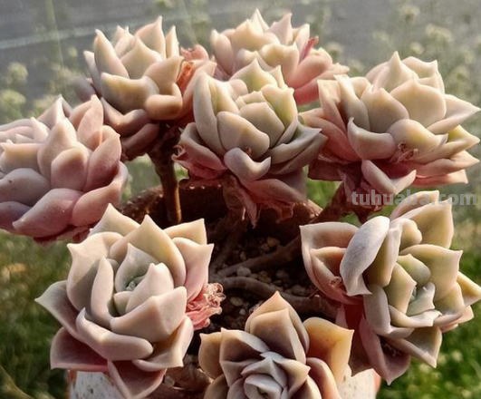 那些让人烦心又可爱的多肉们！未来总是充满期待