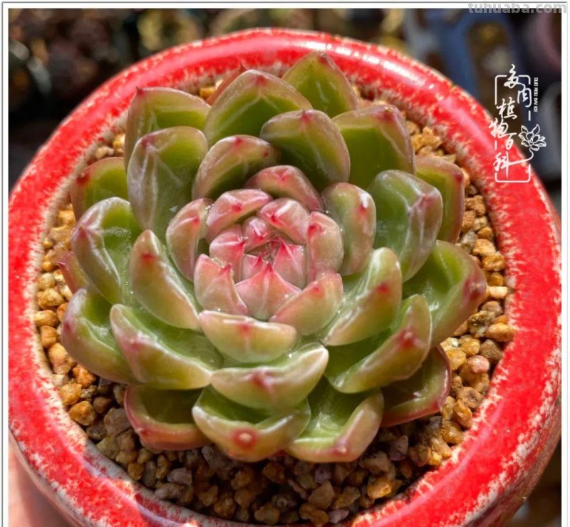那些让人烦心又可爱的多肉们！未来总是充满期待