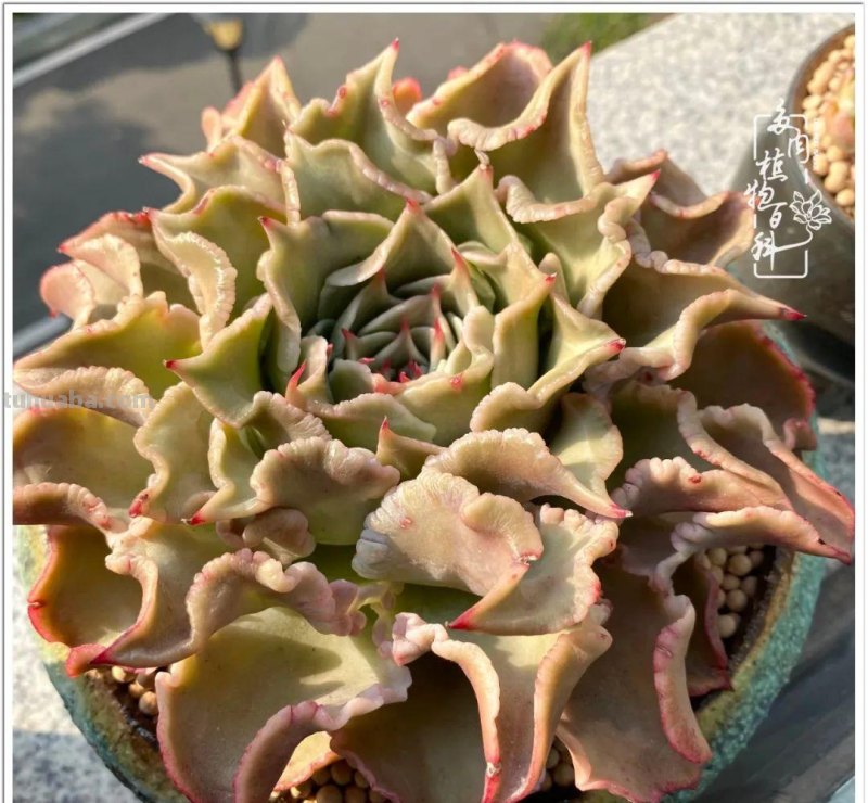那些让人烦心又可爱的多肉们！未来总是充满期待