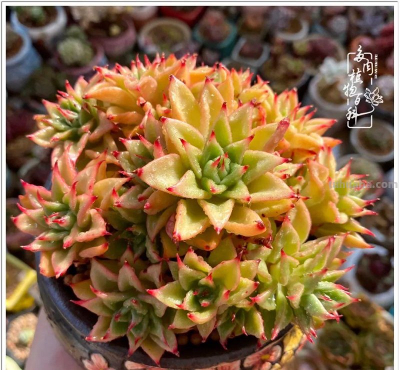 那些让人烦心又可爱的多肉们！未来总是充满期待