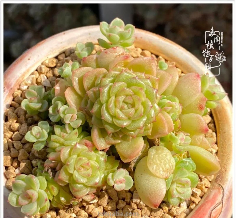 那些让人烦心又可爱的多肉们！未来总是充满期待
