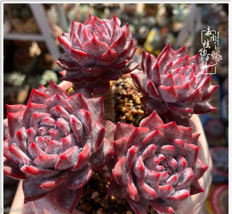 那些让人烦心又可爱的多肉们！未来总是充满期待