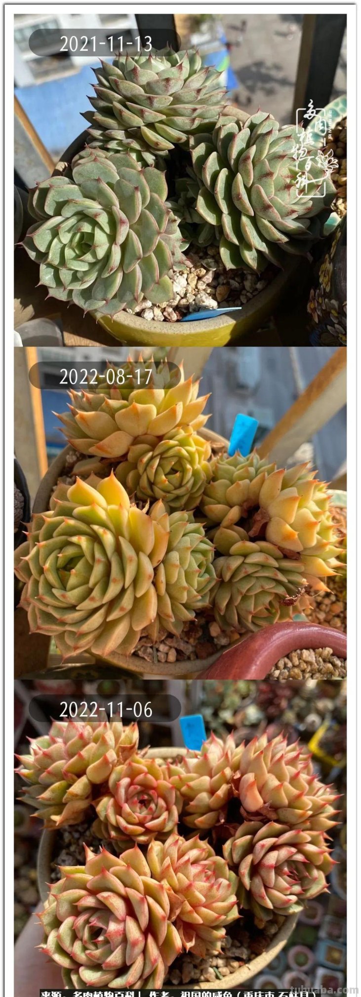 那些让人烦心又可爱的多肉们！未来总是充满期待
