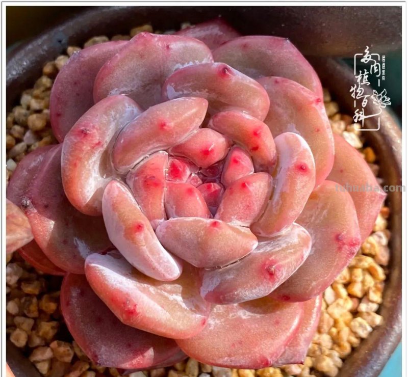 那些让人烦心又可爱的多肉们！未来总是充满期待