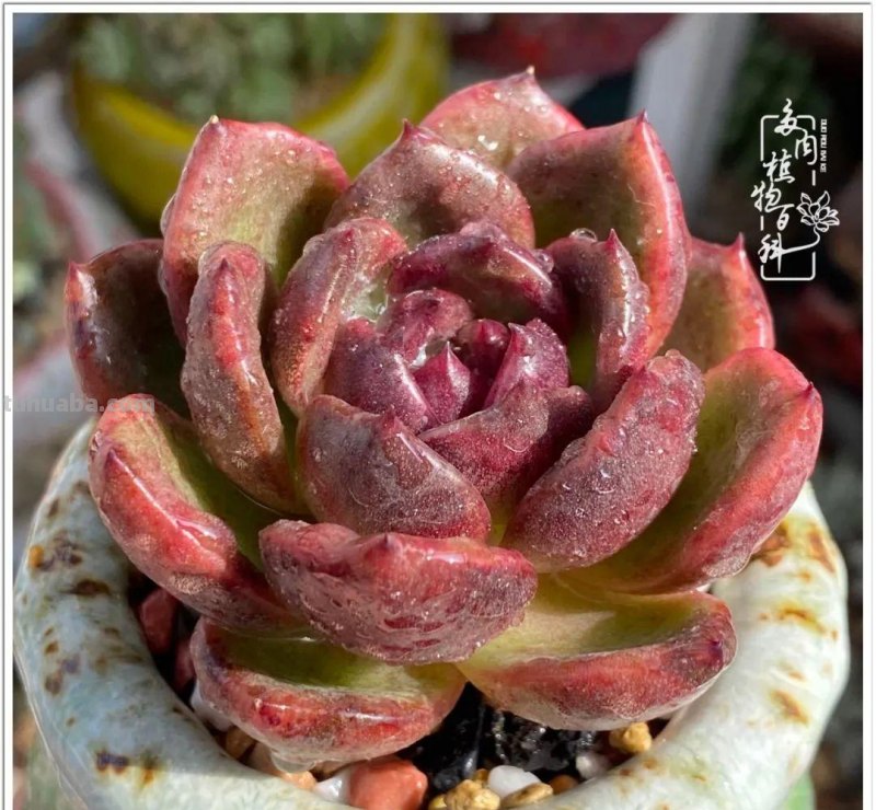 那些让人烦心又可爱的多肉们！未来总是充满期待