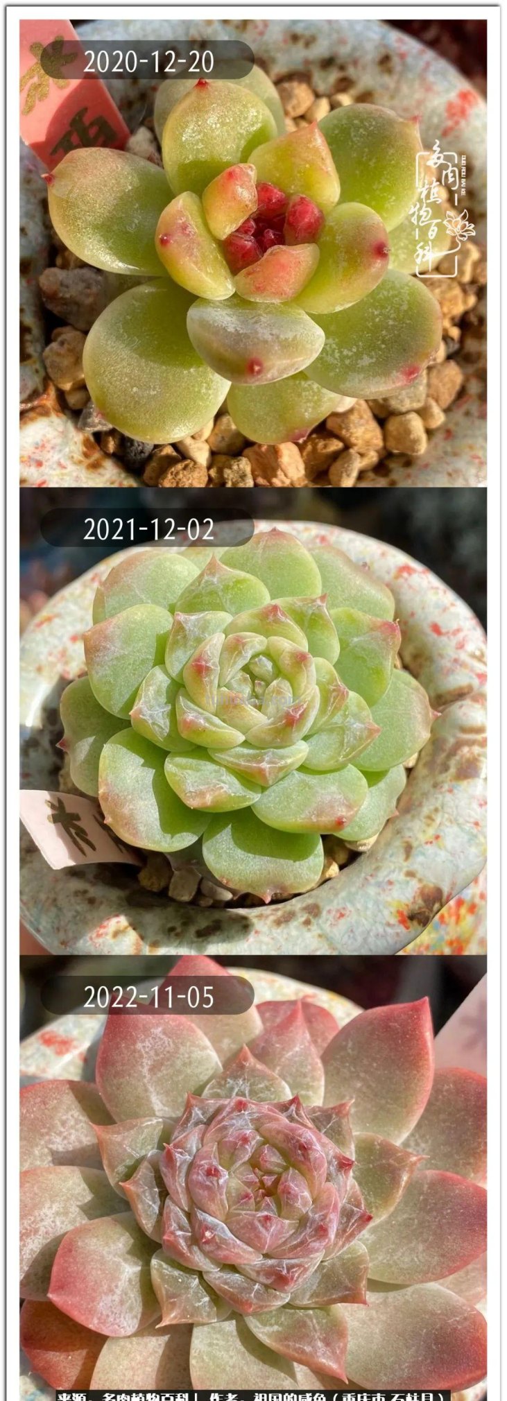那些让人烦心又可爱的多肉们！未来总是充满期待