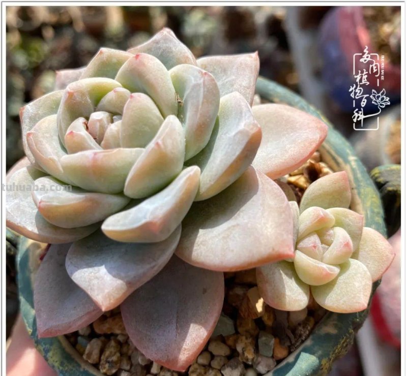 那些让人烦心又可爱的多肉们！未来总是充满期待