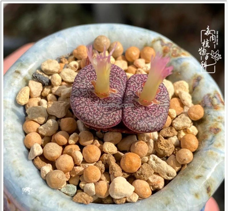 那些让人烦心又可爱的多肉们！未来总是充满期待