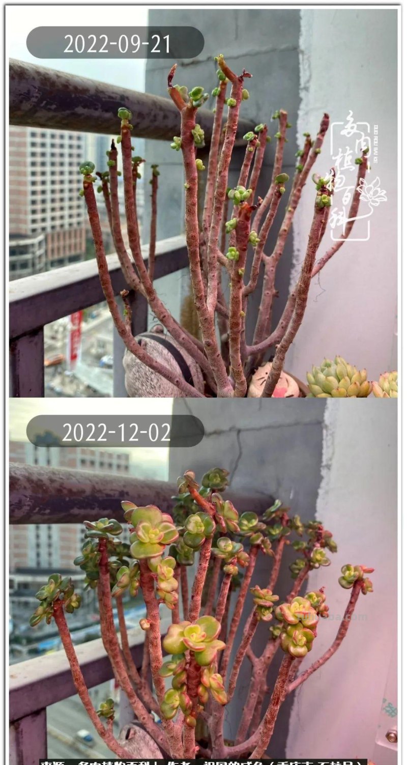 那些让人烦心又可爱的多肉们！未来总是充满期待