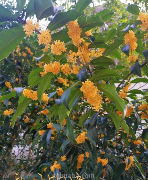 五色彩桂花：一朵多彩的桂花 