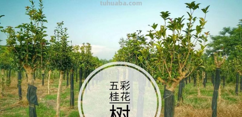 五色彩桂花：一朵多彩的桂花 