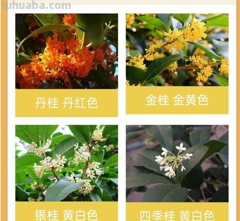 五色彩桂花：一朵多彩的桂花 