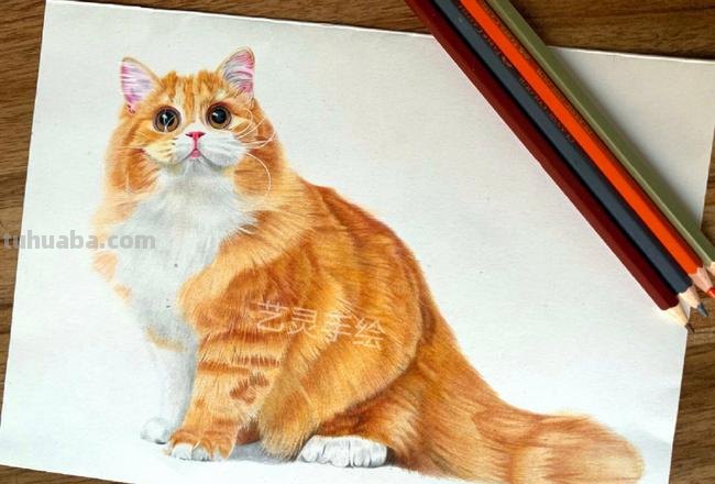 猫咪色彩及猫咪色彩画图片大全 