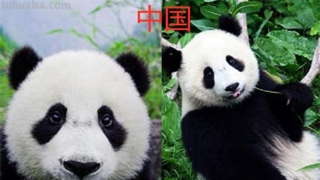 美国的国宝是什么动物 美国的国宝是什么动物英文