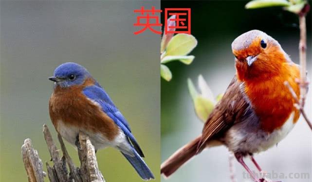 美国的国宝是什么动物 美国的国宝是什么动物英文