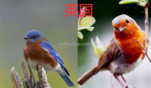 英国的国宝是什么动物 英国的国宝是什么动物图片