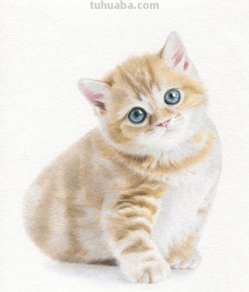 用彩铅画小白猫怎么画 彩色铅笔画可爱的小猫咪的教程详细步骤？