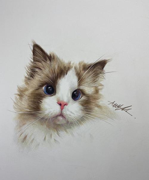 用彩铅画小白猫怎么画 彩色铅笔画可爱的小猫咪的教程详细步骤？