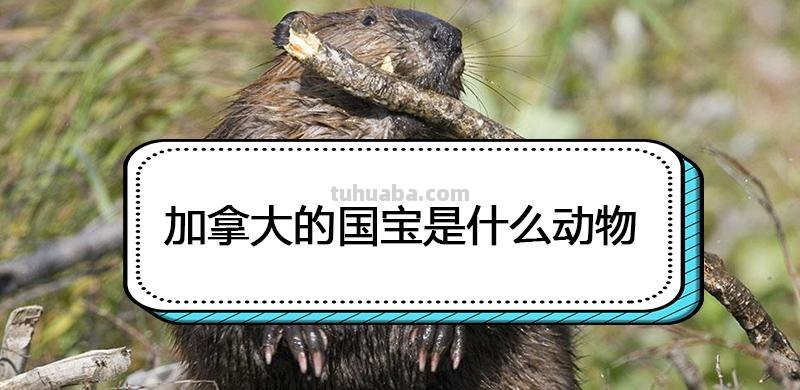 加拿大的国宝是什么动物 加拿大的国宝是什么动物英文怎么写